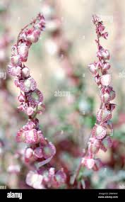 Image result for Rumex sanguineum