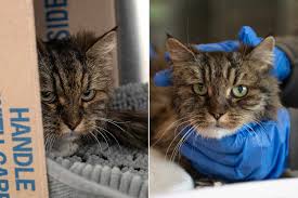 Image result for cat found