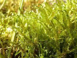 Attēlu rezultāti vaicājumam “Homomallium incurvatum sporophyte”