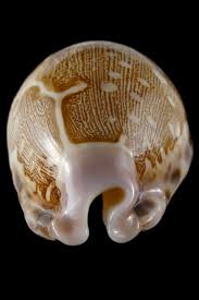 Attēlu rezultāti vaicājumam “Leporida”