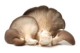 Attēlu rezultāti vaicājumam “Pleurotus ostreatus”