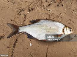 Image result for Blicca bjoerkna