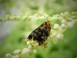 Attēlu rezultāti vaicājumam “Celypha siderana”