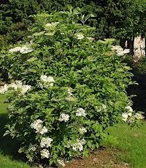 Attēlu rezultāti vaicājumam “Sambucus nigra”