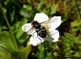 Attēlu rezultāti vaicājumam “Didea alneti”