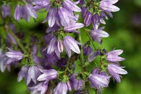 Attēlu rezultāti vaicājumam “Campanula bononiensis”