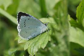 Attēlu rezultāti vaicājumam “Celastrina argiolus”