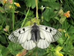 Attēlu rezultāti vaicājumam “Parnassius mnemosyne underside”