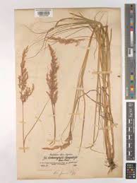 Attēlu rezultāti vaicājumam “Calamagrostis purpurea”