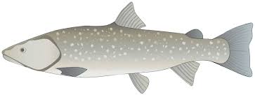 Image result for Salvelinus confluentus