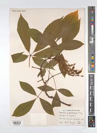 Attēlu rezultāti vaicājumam “Aesculus x neglecta”