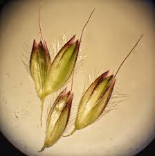 Attēlu rezultāti vaicājumam “Alopecurus pratensis fruit”