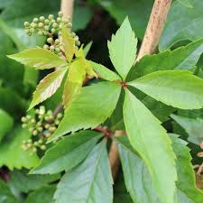 Attēlu rezultāti vaicājumam “Parthenocissus quinquefolia leaf”