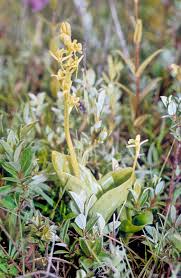 Attēlu rezultāti vaicājumam “Liparis loeselii leaf”