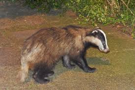 Attēlu rezultāti vaicājumam “Meles meles”