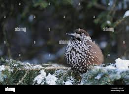 Attēlu rezultāti vaicājumam “Nucifraga caryocatactes adult”