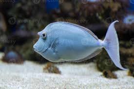 Image result for Naso unicornis