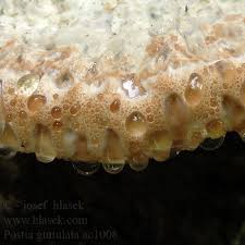 Attēlu rezultāti vaicājumam “Postia guttulata”