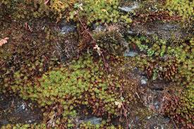 Attēlu rezultāti vaicājumam “Sedum pallidum bud”