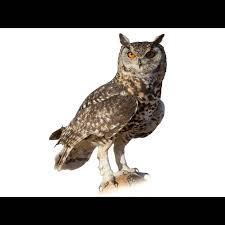 Attēlu rezultāti vaicājumam “Bubo bubo”