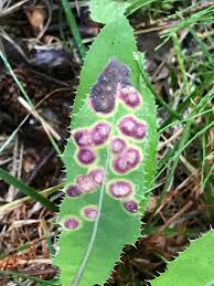 Attēlu rezultāti vaicājumam “Cystiphora sanguinea”