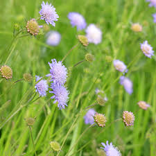 Image result for Knautia arvensis