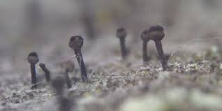 Attēlu rezultāti vaicājumam “Calicium salicinum”