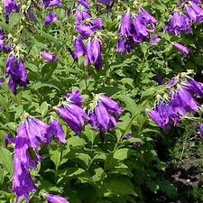 Attēlu rezultāti vaicājumam “Campanula latifolia flower”