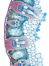 Attēlu rezultāti vaicājumam “Carex appropinquata”
