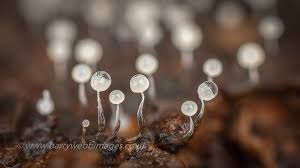 Attēlu rezultāti vaicājumam “Physarum luteolum young”