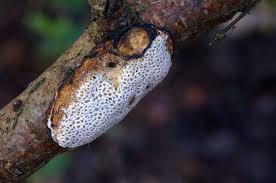 Attēlu rezultāti vaicājumam “Dichomitus campestris”