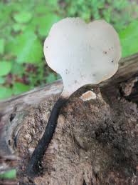 Attēlu rezultāti vaicājumam “Polyporus varius”