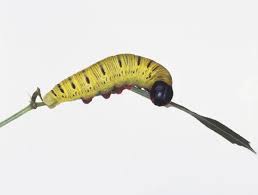 Attēlu rezultāti vaicājumam “Hesperiidae”