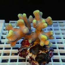 Attēlu rezultāti vaicājumam “Pistillaria sp.”