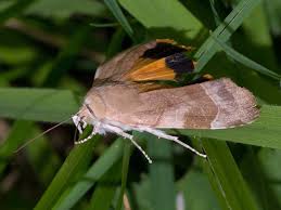 Attēlu rezultāti vaicājumam “Noctua fimbriata imago”