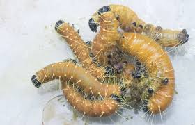 Attēlu rezultāti vaicājumam “Harminius undulatus”