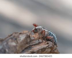 Attēlu rezultāti vaicājumam “Melolontha hippocastani imago”