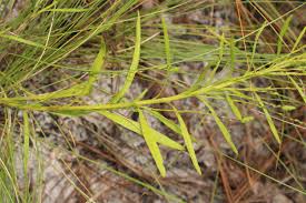 Attēlu rezultāti vaicājumam “Cribraria pertenuis stalked”