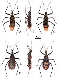 Attēlu rezultāti vaicājumam “Rhynocoris annulatus nymph”