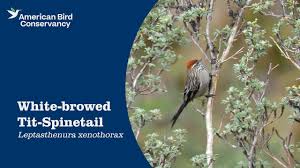 Attēlu rezultāti vaicājumam “Arcyria helvetica stalked”