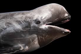 Image result for Grampus griseus