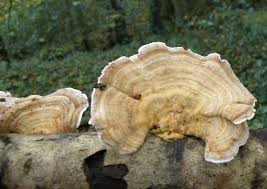 Attēlu rezultāti vaicājumam “Trametes”