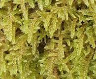 Attēlu rezultāti vaicājumam “Serpoleskea confervoides”