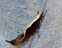 Attēlu rezultāti vaicājumam “Ypsolopha dentella”