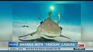 Image result for sharks lasers