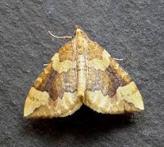 Attēlu rezultāti vaicājumam “Eulithis populata”