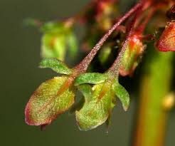 Attēlu rezultāti vaicājumam “Rumex aquaticus bud”