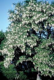 Attēlu rezultāti vaicājumam “Cladrastis kentukea”