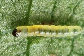 Attēlu rezultāti vaicājumam “Eucosma aspidiscana”