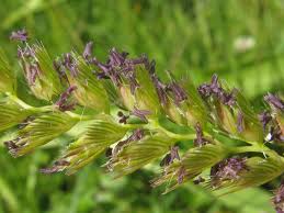 Attēlu rezultāti vaicājumam “Cynosurus cristatus flower”